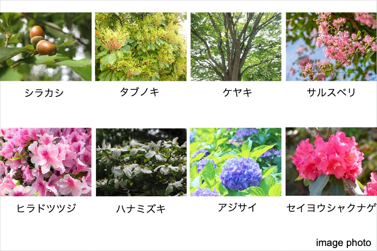 グランセンス吉川美南ステーションコートの植栽イメージ画像